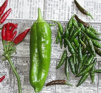 f0003283_08112781.jpg