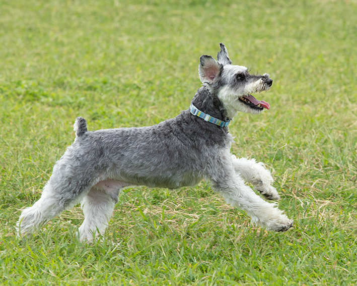 ミニチュア シュナウザー いとしい犬たちのフォトブログ