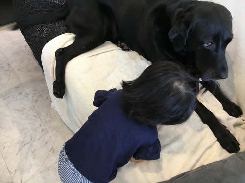 babyとわんこ_f0347891_17010409.jpeg