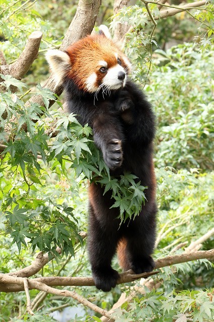 細い枝の上で立ち上がったレッサーパンダの ひまわりちゃん 旅プラスの日記