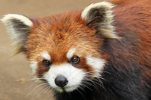 細い枝の上で立ち上がったレッサーパンダの ひまわりちゃん 旅プラスの日記 細い枝の上で立ち上がったレッサーパンダの ひまわりちゃん 旅プラスの日記