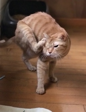イケメンキットくん_f0242002_10400689.jpg