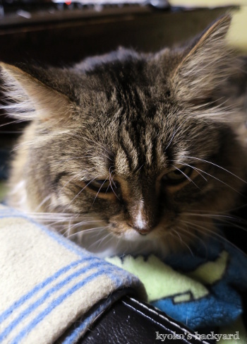 今年も「石抱きの刑」もとい「膝猫」はじめました_b0253205_16525001.jpg