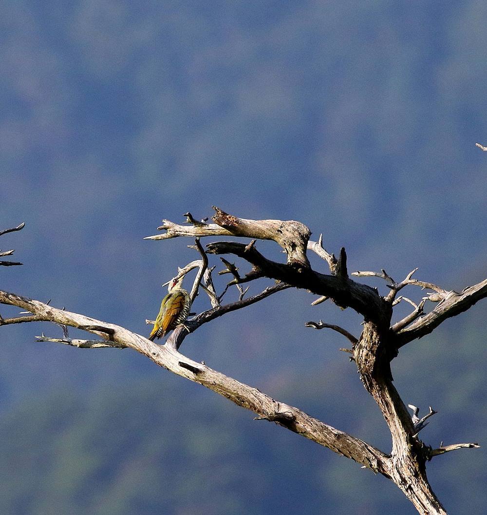 遠くの枯れた木にアオゲラ カケスが 一期一会の野鳥たち