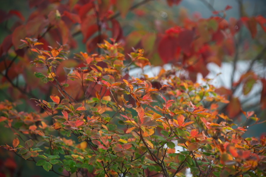 奥日光 湯ノ湖の紅葉の始まり_a0263109_10542849.jpg