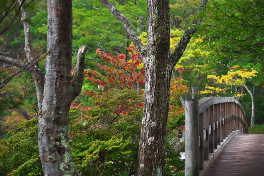 奥日光 湯ノ湖の紅葉の始まり_a0263109_10542931.jpg