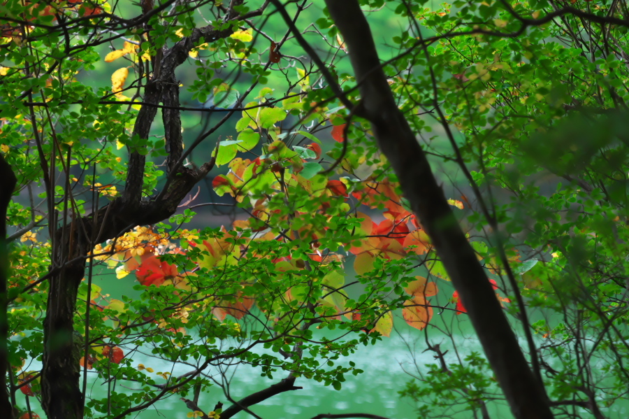 奥日光 湯ノ湖の紅葉の始まり_a0263109_10545689.jpg