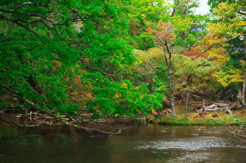 奥日光 湯ノ湖の紅葉の始まり_a0263109_10551919.jpg