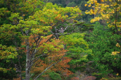奥日光 湯ノ湖の紅葉の始まり_a0263109_10551954.jpg