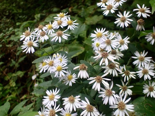 秋のキク科の山野草いろいろ 世話要らずの庭