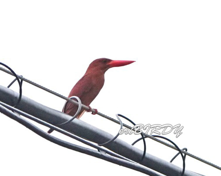 アカショウビン 2019.7_e0276114_06334876.jpg