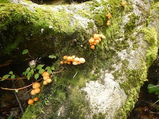 久々の充実沢登り…白倉谷〜金草岳_c0359615_21471404.jpg