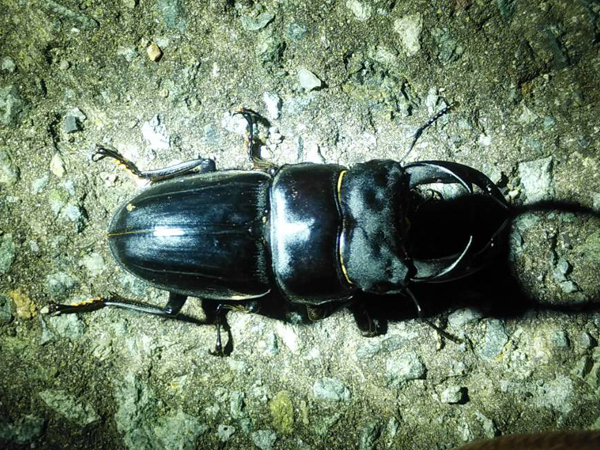 新潟県加瀬野外オオクワガタ　灯火採集57ミリ 新潟県加瀬野外オオクワガタ 灯火採集57ミリ