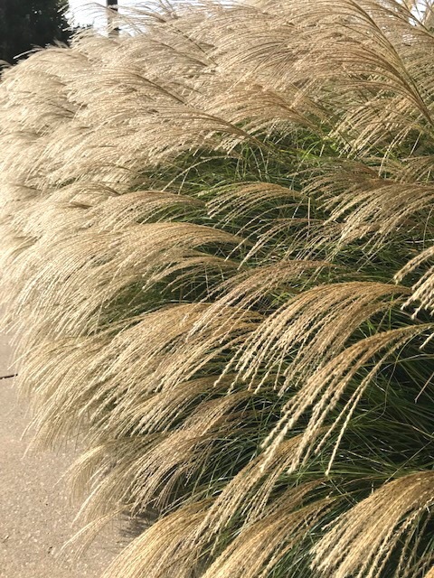 柿のサラダ _d0269832_06082748.jpeg