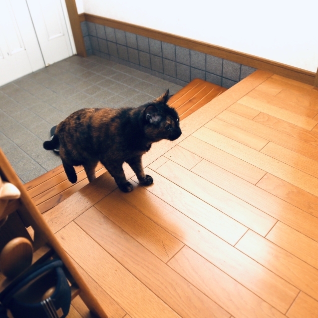 りさちゃんのマイブーム_d0355333_23100965.jpg