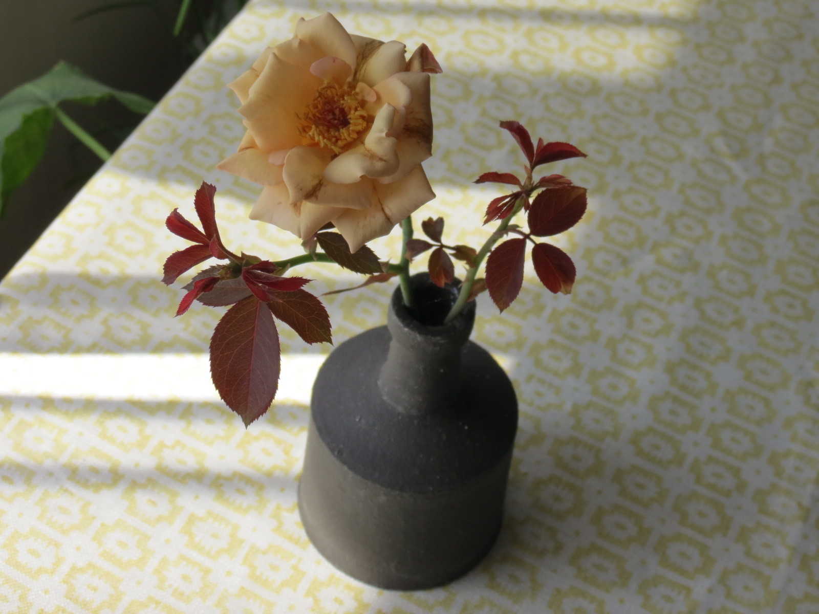 夏の薔薇 ジュリア あるまじろの庭 夏の薔薇 ジュリア あるまじろの庭