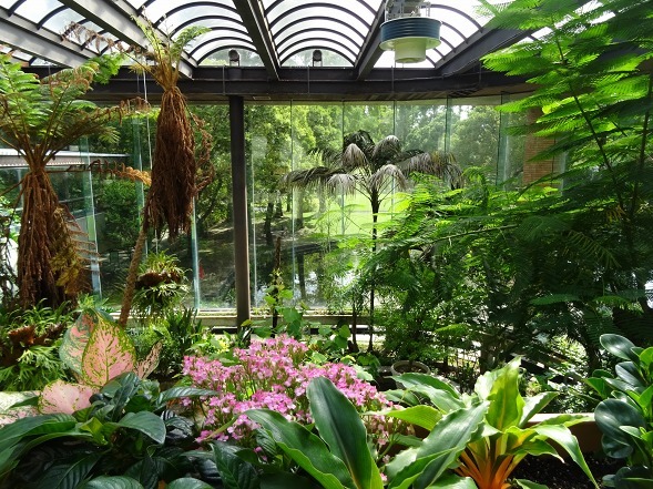 服部緑地都市緑化植物園の温室の花 彩の気まぐれ写真