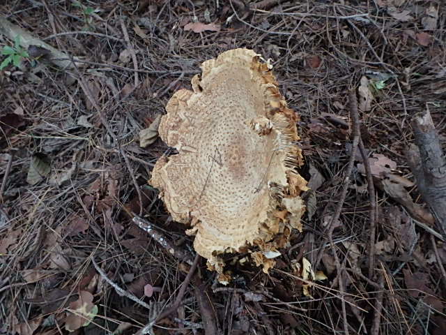 f0334143_2014778.jpg