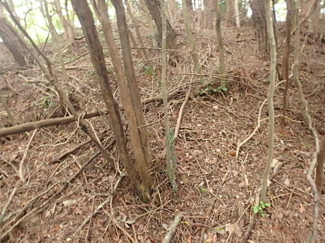 f0334143_2017319.jpg