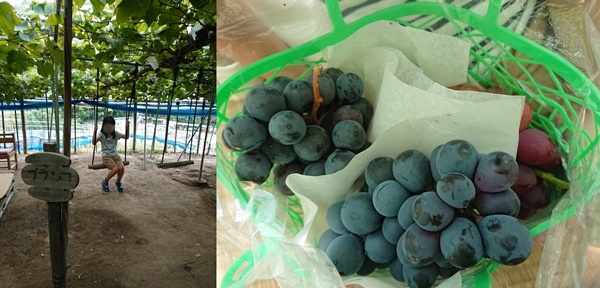 柏原ぶどう狩り コトのタネ