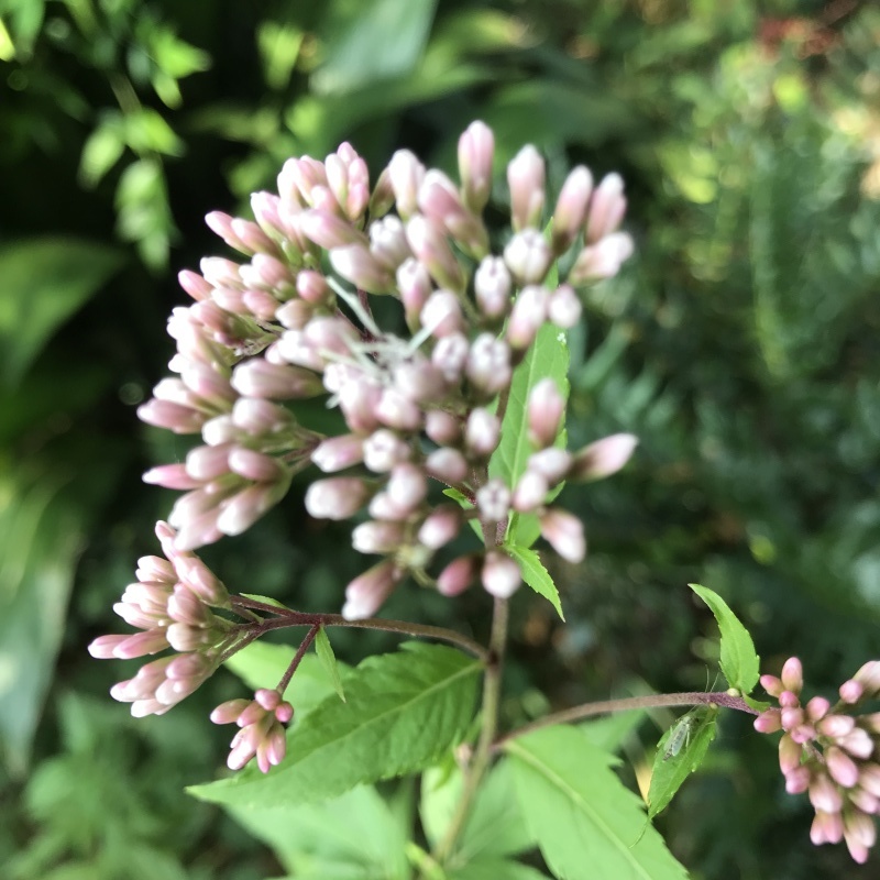 秋の花花が咲き揃って！｢蕾はホトトギス｣編_e0359584_07014070.jpg