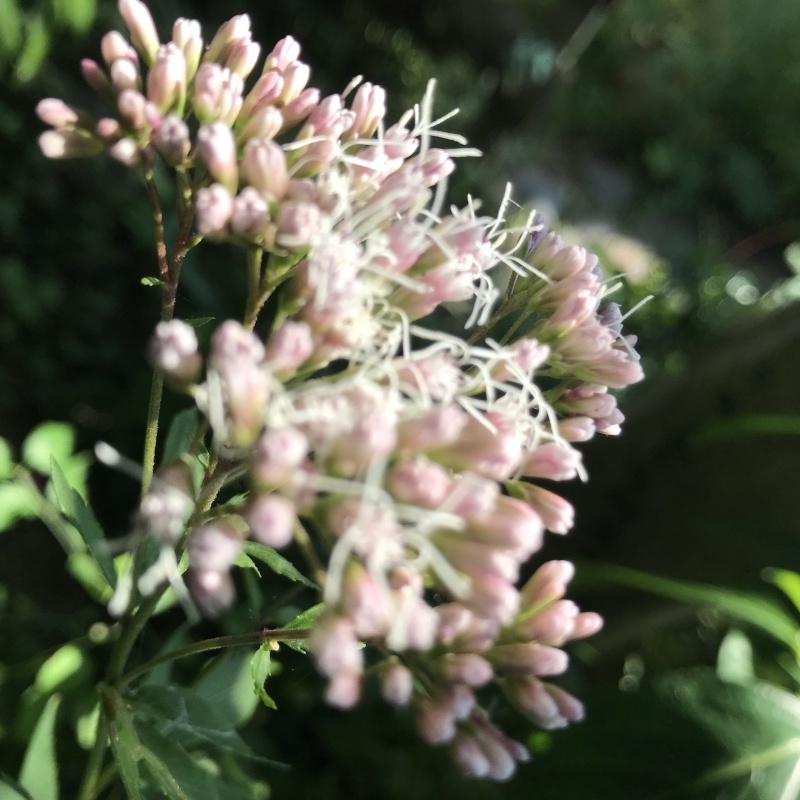 秋の花花が咲き揃って！｢蕾はホトトギス｣編_e0359584_07014150.jpg