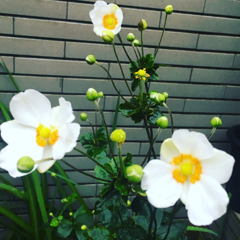 秋の花 秋明菊の咲く頃に。_a0129492_14501640.jpeg