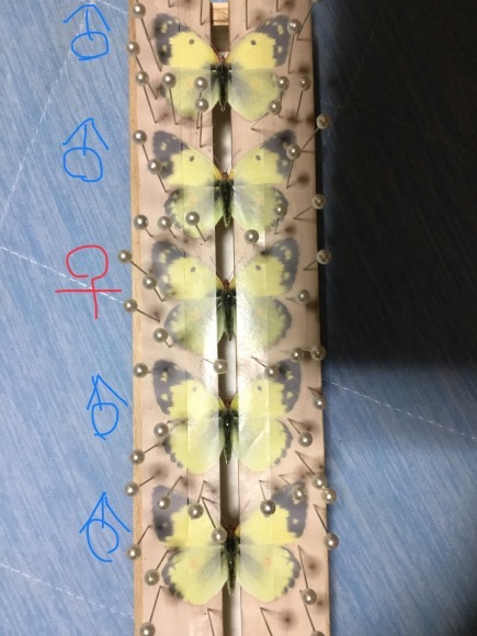 モンキチョウ♀レア型 黄色型 異常型