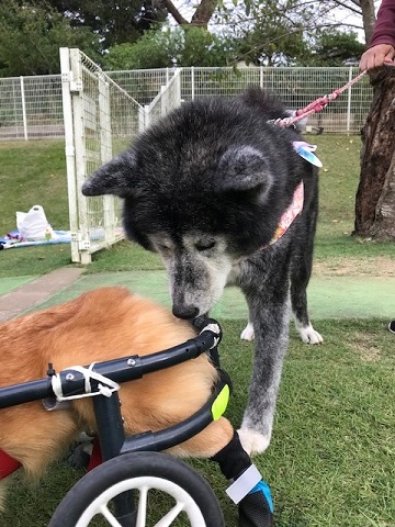 幸太くん、ドッグランへ♪_f0242002_11111610.jpg