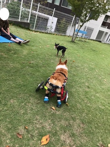 幸太くん、ドッグランへ♪_f0242002_12550074.jpg
