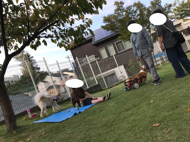幸太くん、ドッグランへ♪_f0242002_13005269.jpg