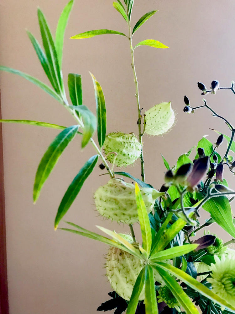 風船唐綿 フウセントウワタ 自然を見つめて自分と向き合う心の花