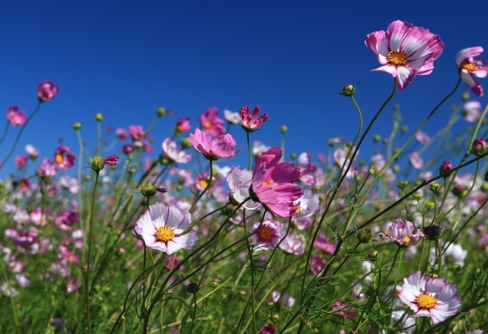 河川敷に咲く秋桜・・・(4183)_e0349324_16261347.jpg