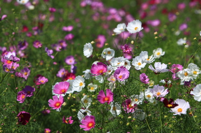 河川敷に咲く秋桜・・・(4183)_e0349324_16265273.jpg