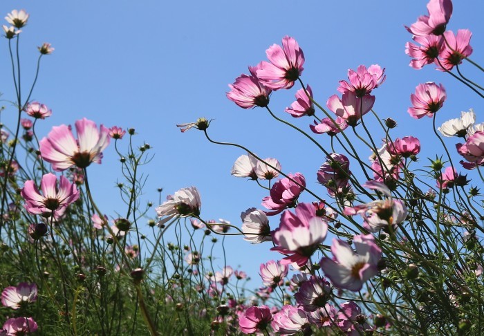 河川敷に咲く秋桜・・・(4183)_e0349324_16272311.jpg