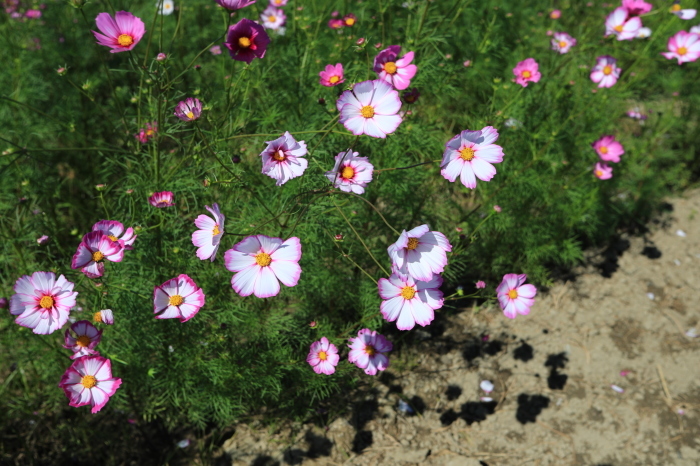 河川敷に咲く秋桜・・・(4183)_e0349324_16274416.jpg