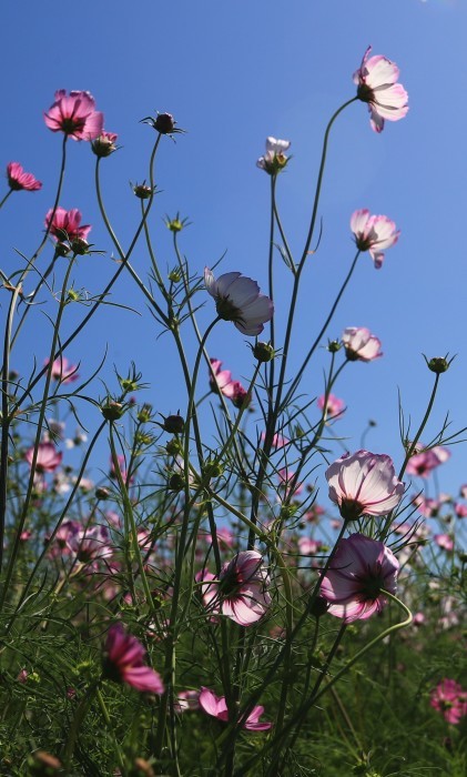 河川敷に咲く秋桜・・・(4183)_e0349324_16282391.jpg