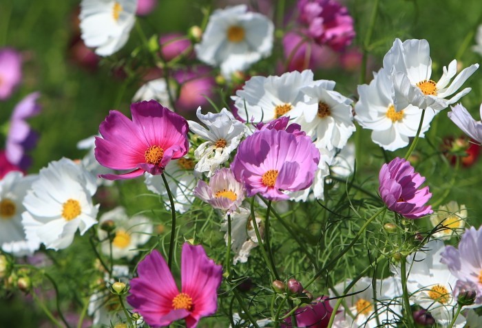 河川敷に咲く秋桜・・・(4183)_e0349324_16285661.jpg