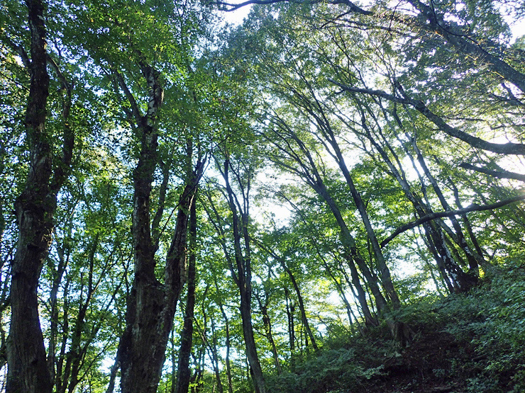 10月5日の三瓶山①_f0214649_04531152.jpg