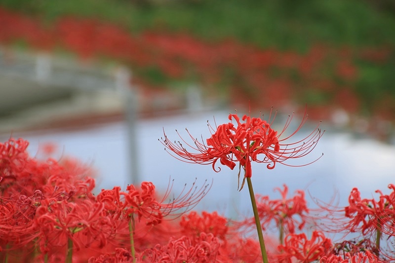 葉梨川の彼岸花♪_a0167759_22503766.jpg