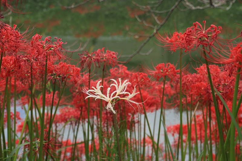 葉梨川の彼岸花♪_a0167759_22511793.jpg