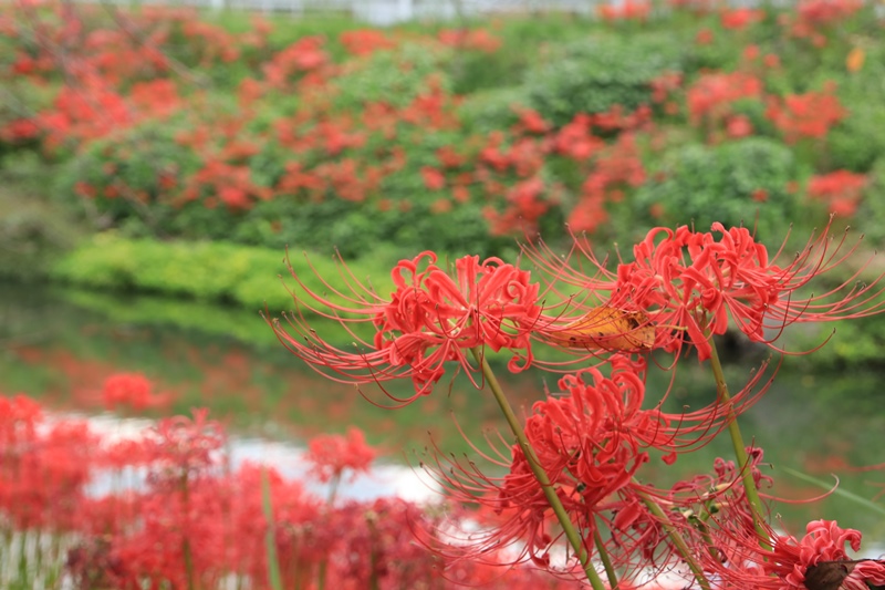 葉梨川の彼岸花♪_a0167759_2251353.jpg