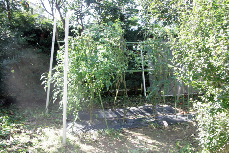 効きめ最強 のヤブ蚊対策 平凡なプリウス乗りの日々