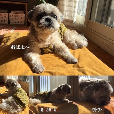王子の食事事情とまた買った布♪_f0372998_21502865.jpg