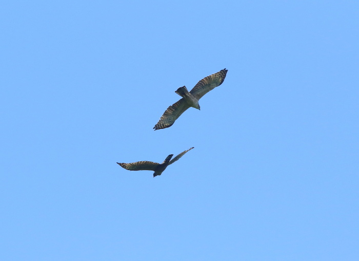 クマタカ幼鳥：飛翔姿２０１９_c0319902_05125339.jpg