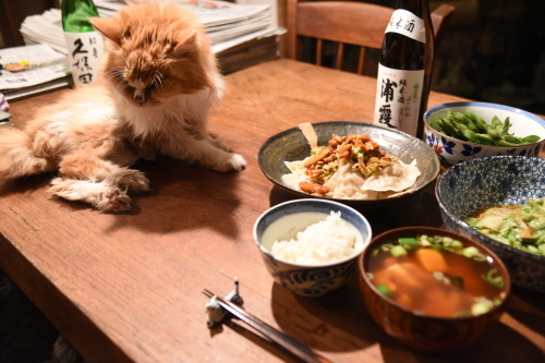 猫のいる食卓_a0101905_11572330.jpg