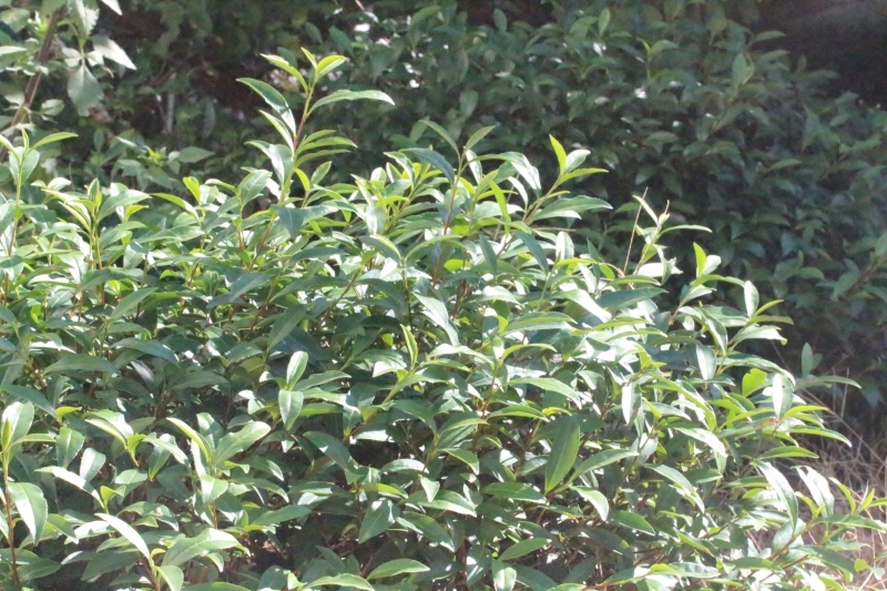 茶LON (69)_b0220318_15554815.jpg