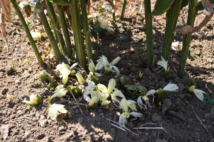 1株のみょうがも食べきれないほどです 甲府の野菜畑