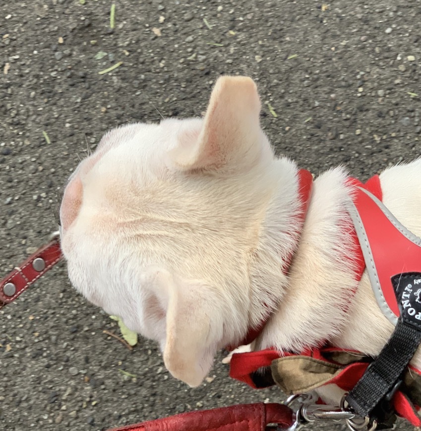 ノーリード。:里親さん募集中。フレンチブルドッグ。_f0372146_23080365.jpg