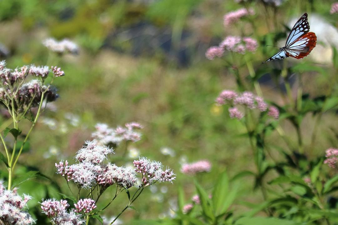 e0403850_05473395.jpg